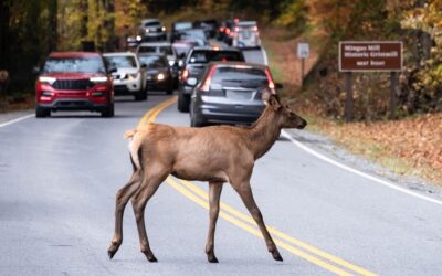 Veszélyes lehet az őzek párzása az autósokra