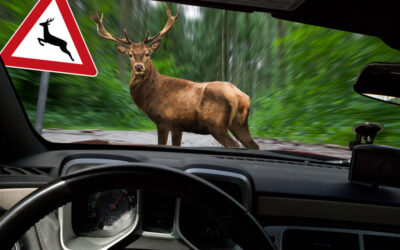 Vigyázat, vadveszély!